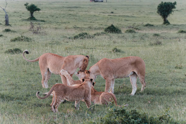 istock Lion pride bonding in the Ol Pejeta grasslands 2150607744