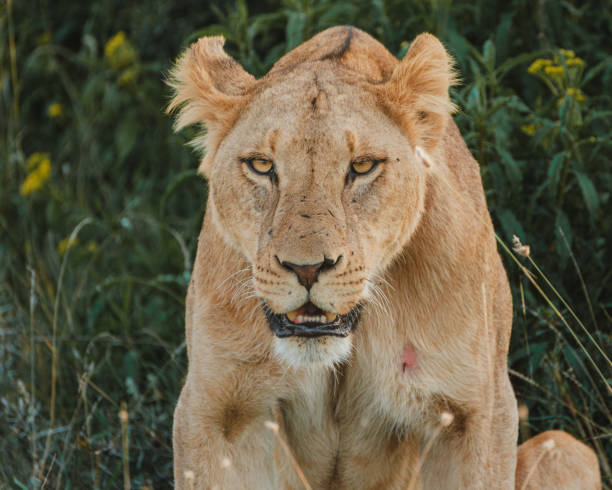 istock Lioness in repose, soft gaze, Ol Pejeta Conservancy. 2150607754