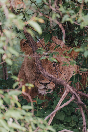Camouflaged lion in greenery, Ol Pejeta, Kenya