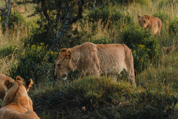 istock Prowling lionesses in Ol Pejeta's evening light. 2150607776