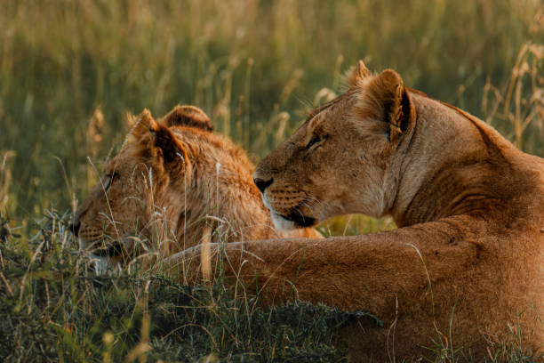 istock Lioness in repose, soft gaze, Ol Pejeta Conservancy. 2150607783
