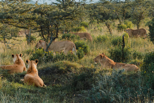 Lion pride resting in the Ol Pejeta Conservancy.