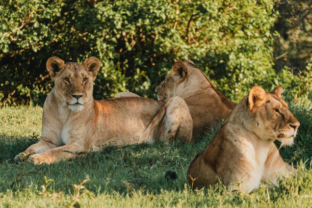 istock Lioness in repose, soft gaze, Ol Pejeta Conservancy. 2150607842
