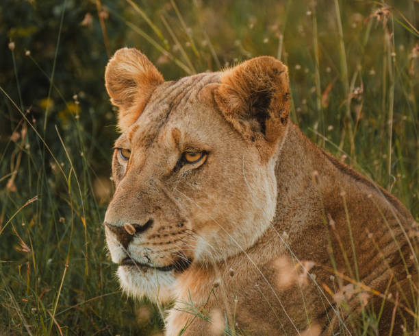 istock Lioness in repose, soft gaze, Ol Pejeta Conservancy. 2150607878