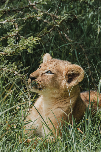 Cub gazes skyward amidst grass, Masai Mara
