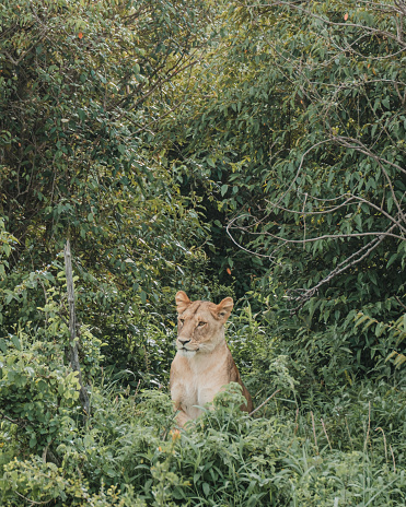 Lioness concealed in dense Mara foliage