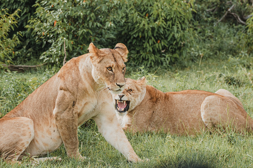 Playful lioness roars during a relaxed moment.