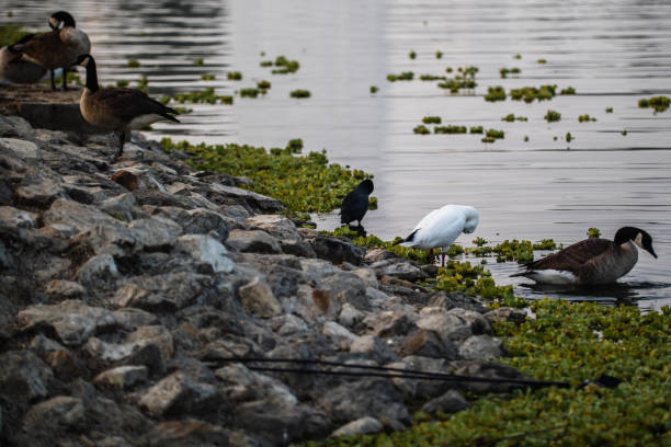 Some cackling geese and a snow geese, bathing or helping themselves, in the morning by the lake.