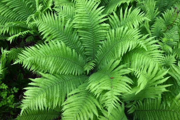 Ostrich fern ( Matteuccia struthiopteris ) leaves. Onocleaceae perennial fern. Ostrich fern ( Matteuccia struthiopteris ) leaves. Onocleaceae perennial fern.The young shoots are a wild vegetable. shuttlecock fern stock pictures, royalty-free photos & images