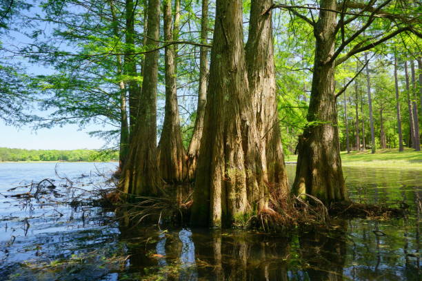 istock 202304 Open Pond RA Conecuh NF AL 2150609110