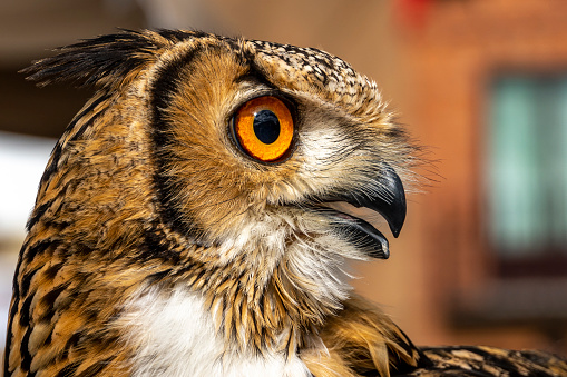 Close-up of the face of a Eagle Owl (Bubo bubo) - Spain