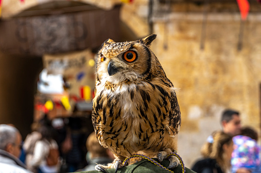 Eagle Owl in a man's glove at a medieval market - Spain