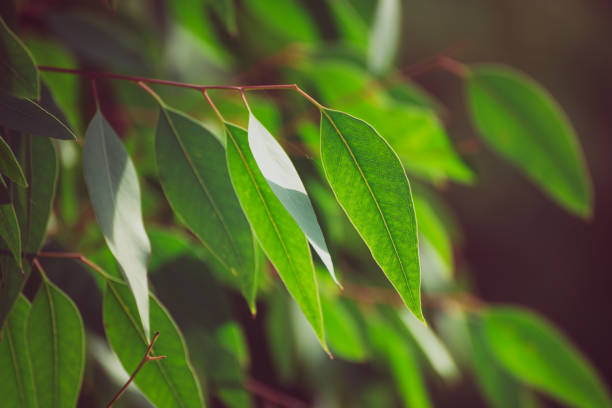 istock Eucalyptus green leaves 2150611144