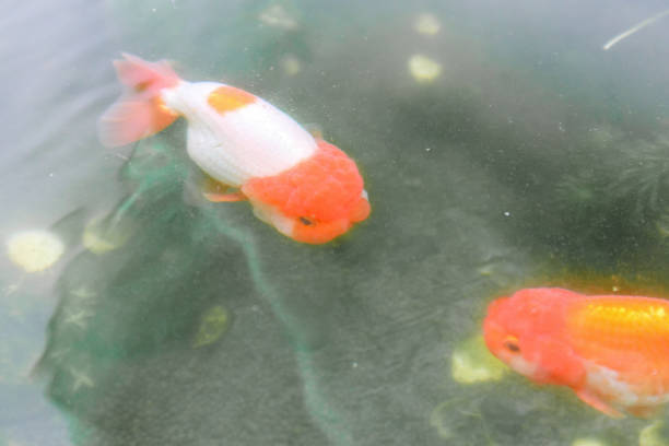 Goldfish in fish tank, artificial aquatic environment, captivity and desolation