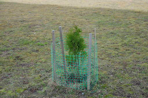 Thuja seedlings are planted on the lawn and covered with a net. High quality photo