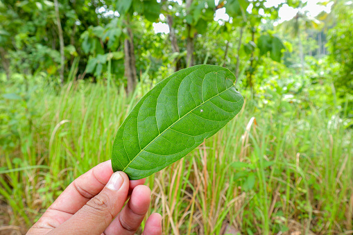 close-up photo of a mahogany leaf being held in one hand isolated on blur background