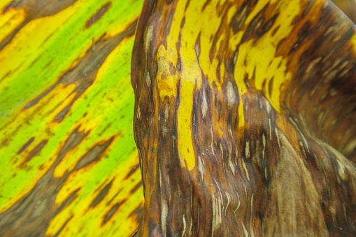 close-up photo of an old, yellowed and almost dry banana leaf, for wallpaper. photo background