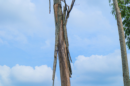 a large dead and dry albizia tree isolated on blue sky background