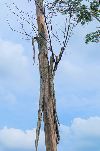 a large dead and dry albizia tree isolated on blue sky background