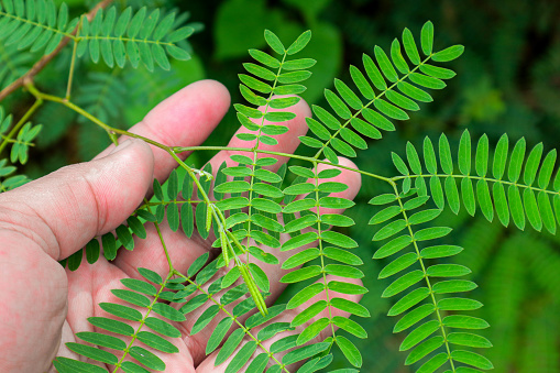 close-up photo of a hand holding a lamtoro leaf or what is also commonly called a clandingan tree isolated on blur background