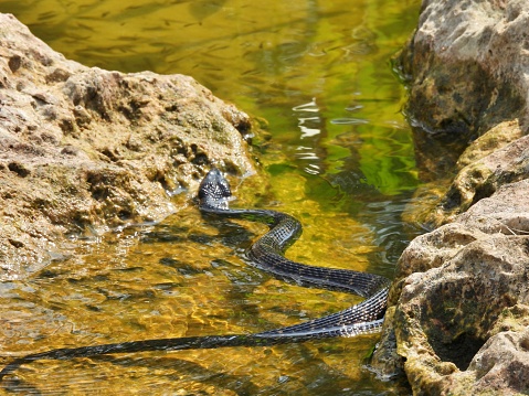 Brown Watersnake swimming in a creek