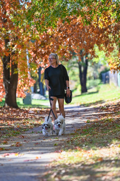 istock A woman walking two small dogs 2150614438