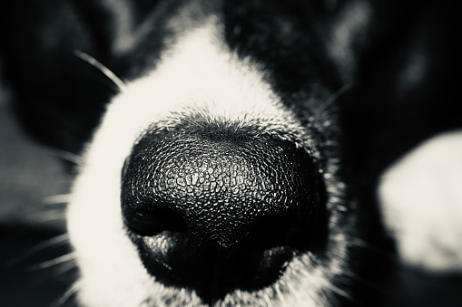 Dog Nose