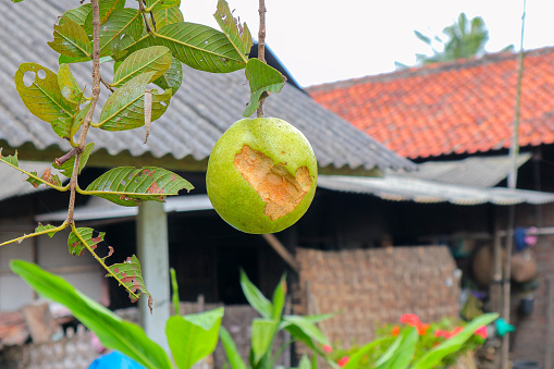 Guava fruit or often called guava has the Latin name Psidium guajava which is ripe but has signs of bites from nocturnal animals.