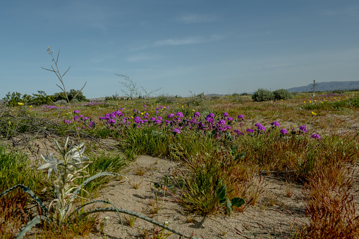 Rare and breathtaking Desert Lilies (Hesperocallis Undulata) blooming all over Anza Borrego Desert