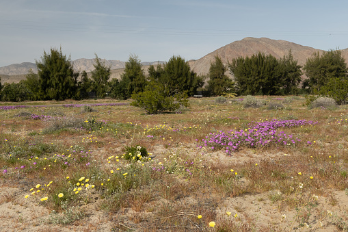 Borrego Springs Super Bloom: A stunning capture of the desert adorned with a kaleidoscope of colorful wildflowers, painting the arid landscape with vibrant hues, creating a breathtaking spectacle of nature's beauty.