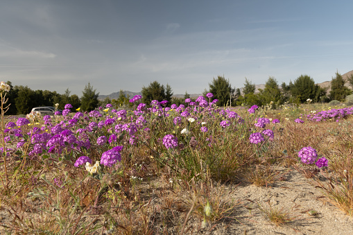 Borrego Springs Super Bloom: A stunning capture of the desert adorned with a kaleidoscope of colorful wildflowers, painting the arid landscape with vibrant hues, creating a breathtaking spectacle of nature's beauty.