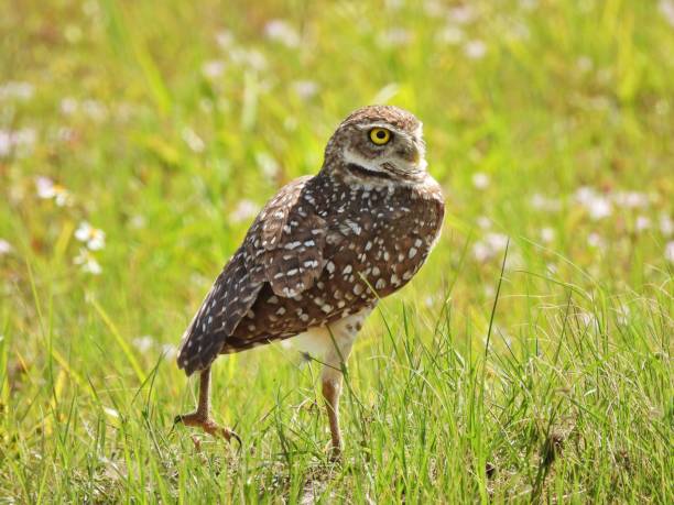 istock Burrowing Owl (Athene cunicularia) - resting in the grass 2150615853