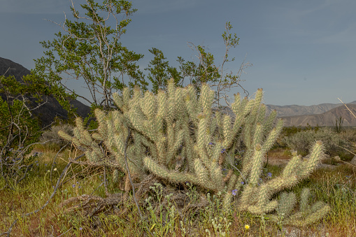 Elevate your Anza-Borrego Desert experience with the enchanting Cylindropuntia ganderi cactus. Its vibrant blooms and resilient nature make it a captivating addition to any desert landscape. Bring home a piece of desert beauty today