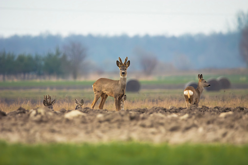 A group of deer in the field, March day, Czulczyce, Poland