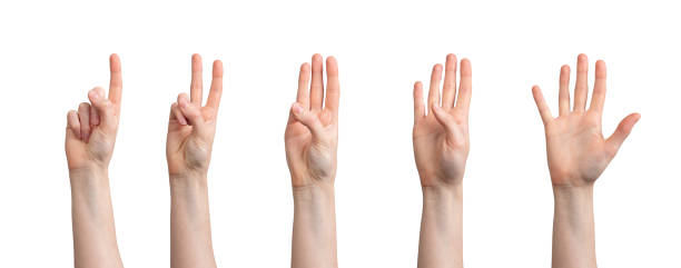 istock Fingers counting from one to five digits numbers, hand gesture isolated on white background 2150620543