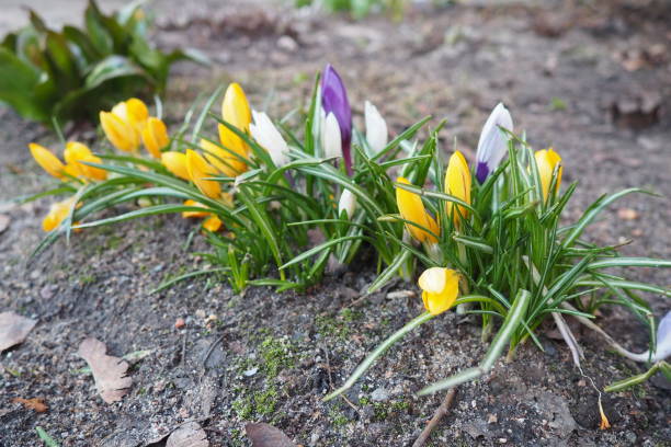 Crocus, crocuses or croci is a genus of seasonal flowering plants in the family Iridaceae iris family comprising about 100 species of perennials growing from corms. Yellow, orange or purple flowers. el azafrán es un género de plantas con flores de temporada perteneciente a la familia iridaceae, familia del iris, que comprende alrededor de 100 especies de plantas perennes que crecen a partir de bulbos. flores amarillas, naranjas o moradas.