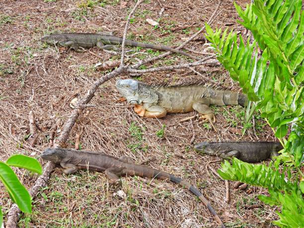 Green Iguanas - profile