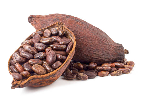 istock roasted cocoa beans Ingredients for preparing chocolate powder 2150622097