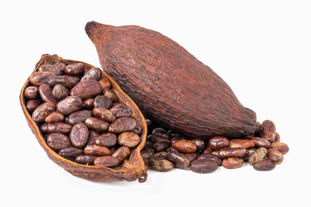 istock roasted cocoa beans Ingredients for preparing chocolate powder 2150622098