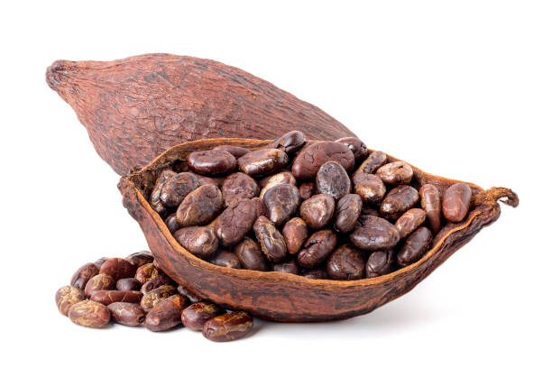 istock roasted cocoa beans Ingredients for preparing chocolate powder 2150622099