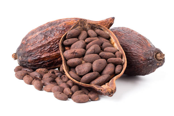 istock roasted cocoa beans Ingredients for preparing chocolate powder 2150622106