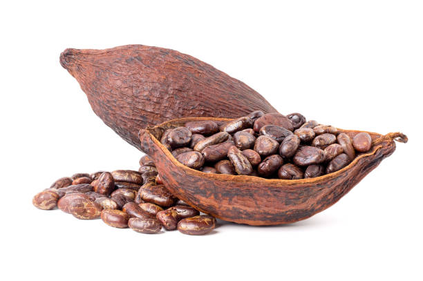 istock roasted cocoa beans Ingredients for preparing chocolate powder 2150622107