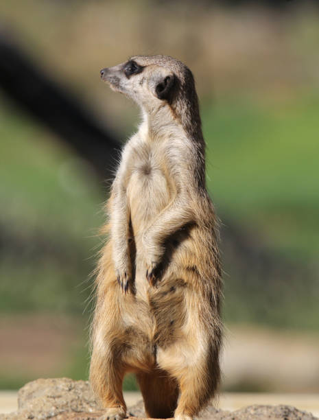 istock Meerkat standing upright on alert for predators 2150622139