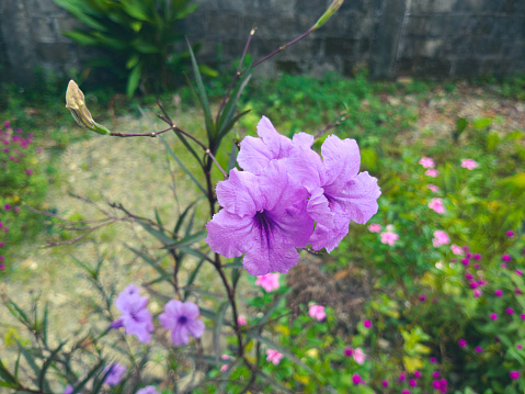 Purple ruellia flowers blooming by the garden.