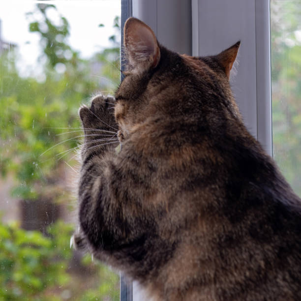istock Cat scratches its claws on  window glass, wants to go for walk. Square 2150625111