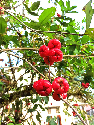 Sebuah buah jambu air merah yang matang tergantung megah di dahan pohonnya. Warna merah cerahnya mencolok di antara dedaunan hijau, memancarkan kesegaran alami dan kematangan. Buah tersebut tampak menggiurkan, siap untuk dipetik dan dinikmati dengan rasa manis dan segarnya. Suasana alami yang tenang dan segar mengelilingi, menciptakan gambaran yang memikat dan menenangkan.