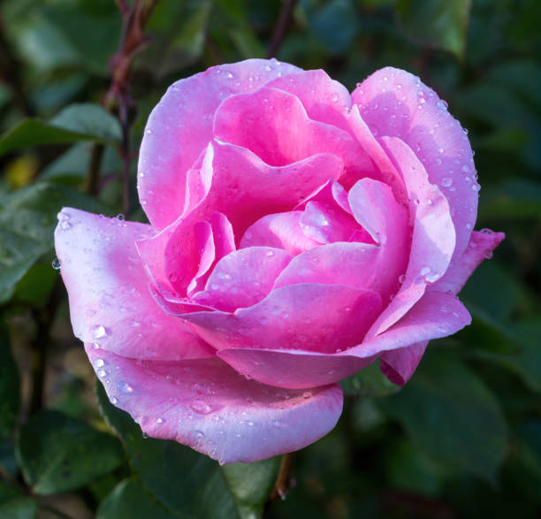 A close-up of a pink rose with water droplets on its petals and bud. The delicate flower bends gracefully under the weight of moisture, creating a romantic and fresh image.