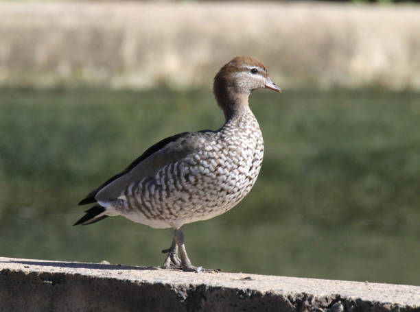 istock Australian wood duck bird standing on a concrete wall 2150628307