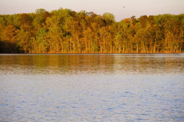 Evening sun bathes the trees along the shore of Burke Lake at Burke Lake Park in Northern Virginia.