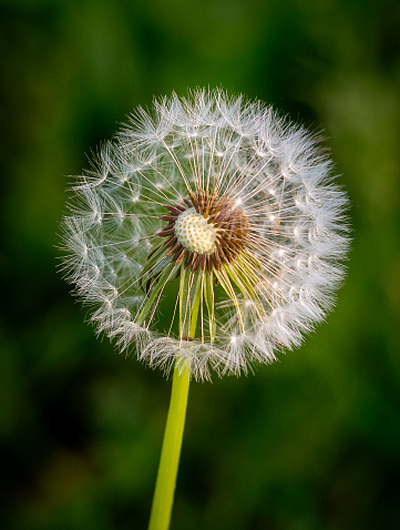 Close-up image of a blowing dandelion flower with green natural background.
